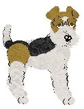 Wire Fox Terrier - Abnormality V1