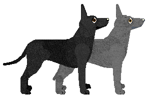 Xoloitzquintle - VPZ (Standard) V2