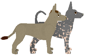 Xoloitzquintle - VPZ (Standard) V1