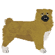 Profile image of Daisybrook's Highland Glenn