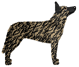 Cansas' Awake Tiger — “Ava”