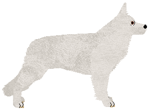 Daisybrook's Snow on the Mount — “Athos”