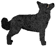 Wait For It' I WANT IT FULLY BLACK — “Blacky”