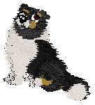 Profile image of Moonvale's Speed of Light at Sable