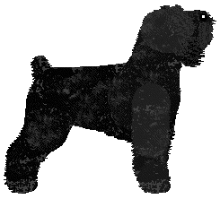 Dalheaf Bet On The Black — “Zola”