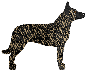 Profile image of Cansas' Good Gracious at Daisybrook