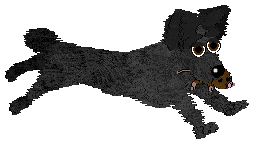 Sz/Chachke’s Shetland Black at Poppyhill — “Topple”