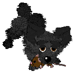 Sz/Chachke’s Shetland Black at Poppyhill — “Topple”