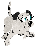 Winter's Spotted Gymnast — “Spotz”
