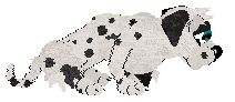 Winter's Spotted Gymnast — “Spotz”