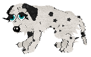 Winter's Spotted Gymnast — “Spotz”