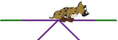 Calamint's Mini Gem — “Bunting”