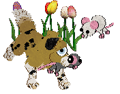 Funfetti/Poppyhill's Rare Refinement — “Royce”