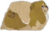 Profile image of Heirloom's Sashay Away