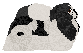 Wish's Ying Yang Dragon — “Ying”