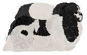Wish's Ying Yang Dragon — “Ying”