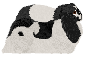 Wish's Ying Yang Dragon — “Ying”