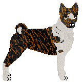 Wish's Serengeti Warrior — “Kibo”