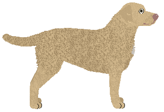 Peregrine Back Rolls — “Wolf”