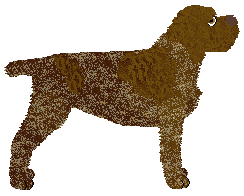 Oakley's Tiramisu — “Tom”