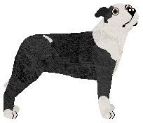 Profile image of Wicked's Perfekcyjna of Kamvis