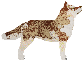 Wildwood Cinnamon Raven — “Raven”