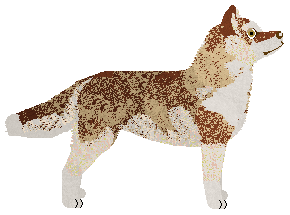 Wildwood Cinnamon Raven — “Raven”