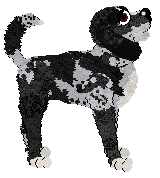 Nosewise Silver Stallion — “Stallion”