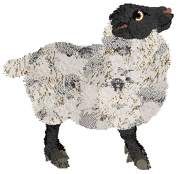 Profile image of Cinquefoil Wool Always Love Ewe