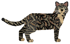 Wildside Clouded Leopard — “Leo”