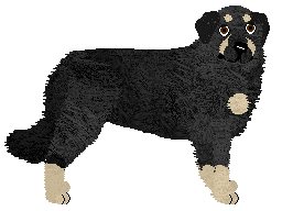 Cansas' Ovis aries musimon — “Azalea”