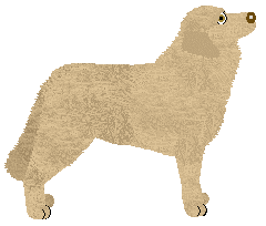 Crowned Fig Leaf — “Adam”