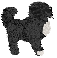 Uplands Boybet Becomes Offical — “Black”