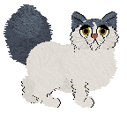 APS Imperial Kitten at Chachke — “Jayde”