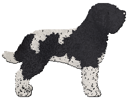 Profile image of Dalheaf Parisian Barbone