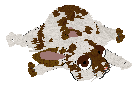 Xoops/Coriander's Cinnamon Brown Sugar — “Russet”