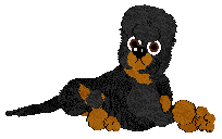 WAA/Amphigory’s Starwoven Elegance — “Quivrel”