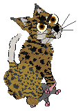 EC/Calluna's Prince of Caracas — “Djinn”