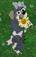 Daisychain/FDL's Petal Paws Friend — “Blake”