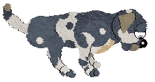 Daisychain/FDL's Petal Paws Friend — “Blake”
