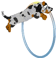 Cargo/Poppyhill's Badger Dog — “Chips”