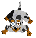 Cargo/Poppyhill's Badger Dog — “Chips”