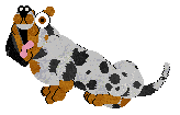 Cargo/Poppyhill's Badger Dog — “Chips”