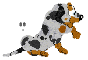 Cargo/Poppyhill's Badger Dog — “Chips”