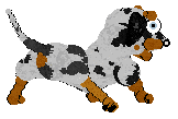 Cargo/Poppyhill's Badger Dog — “Chips”
