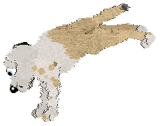 Cargo/Poppyhill's Born of Seafoam — “Seabreeze”