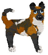 Profile image of Audaxity's Collie For Your Sausage