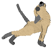 Dahlia's Stone Cold Stakes @ Mockingbird — “Agate”