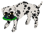 Amenity/King's Lord Puggington Wrigglesworth III — “Puggington”