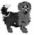 Lex/Poppyhill's Double Toro — “Gordo”